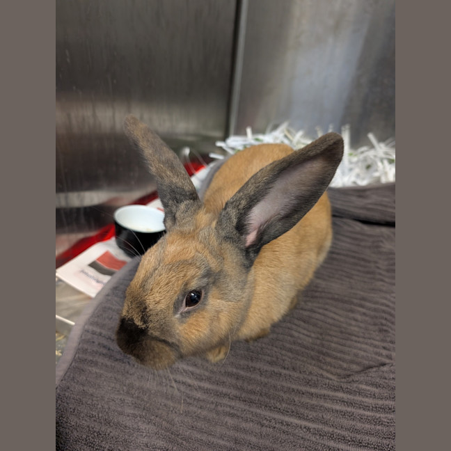 Photo of Caramel