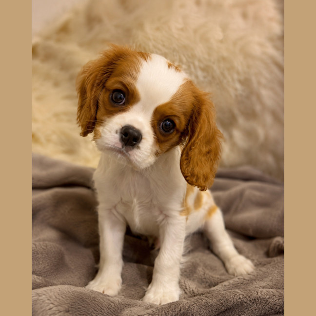 Photo of Hudson