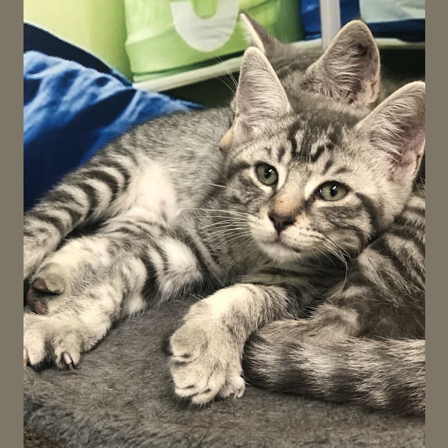 Photo of Greysie