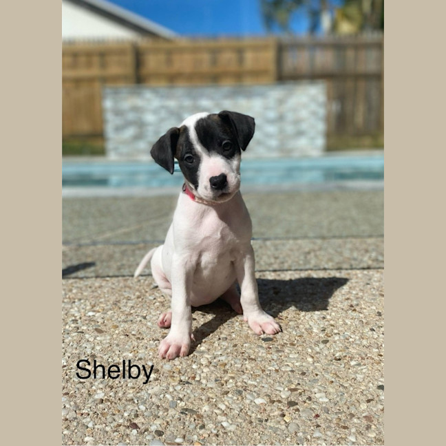 Photo of Shelby