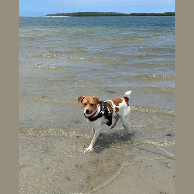 Photo of Dinky