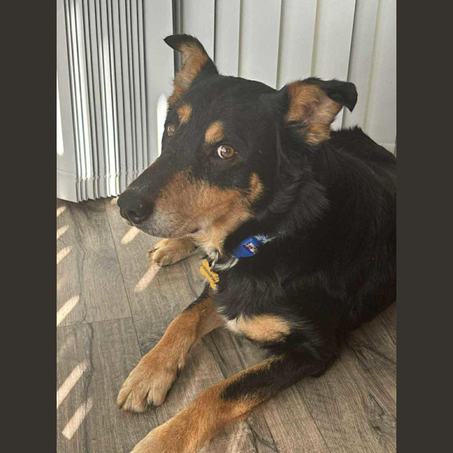 Photo of Buddy