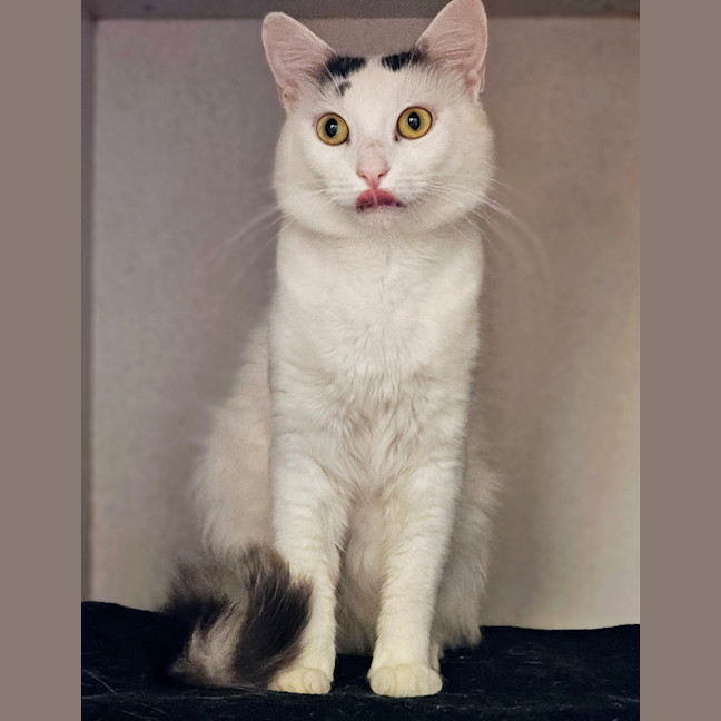 Photo of Casper 