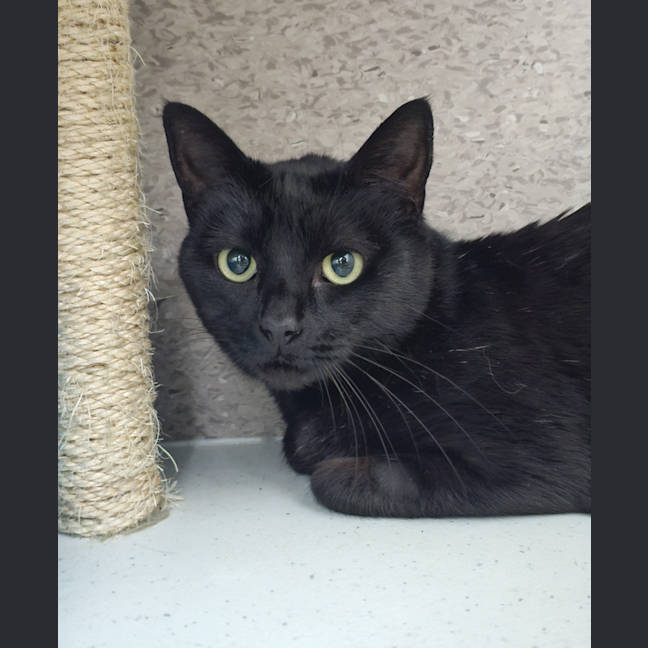 Photo of Dr. Meow Whiskerton