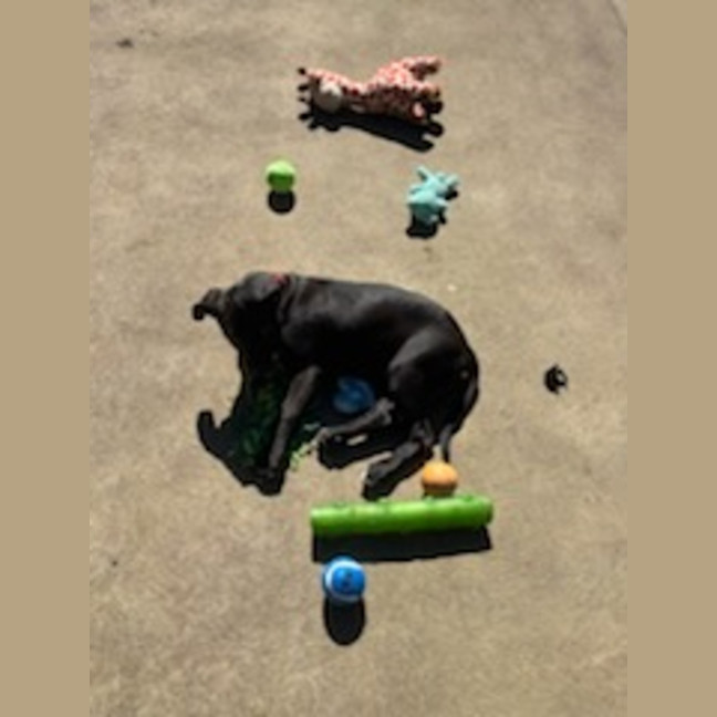 Photo of Tux   4 Month Old Staffy X