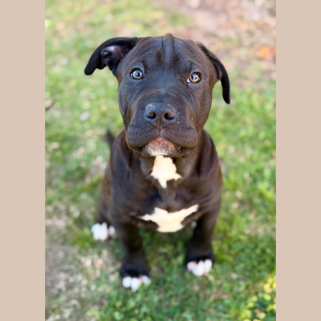 Photo of Moose 