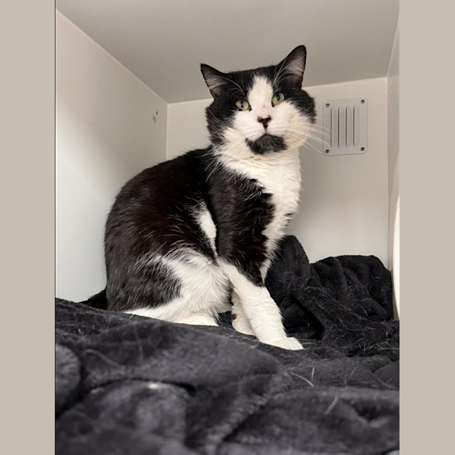 Photo of Skipper