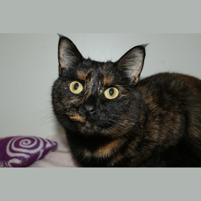 Photo of Cinta Rstk000994