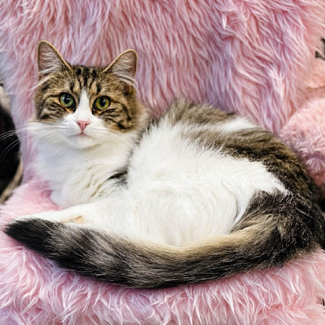 Photo of 13454   Gidget 