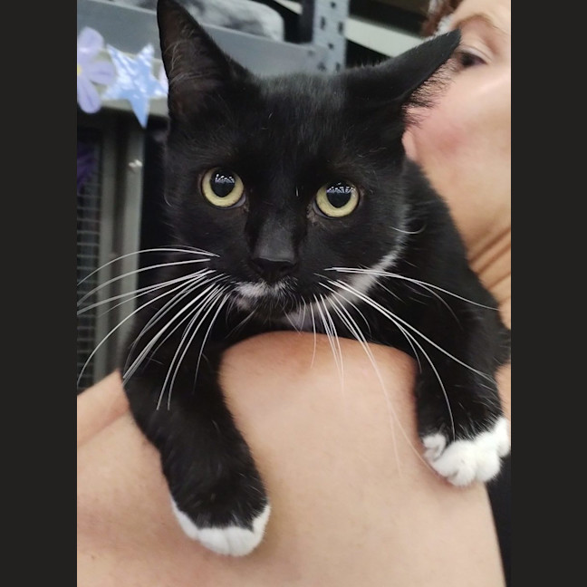 Photo of Chocolate   Now At Pet Quarters Rutherford