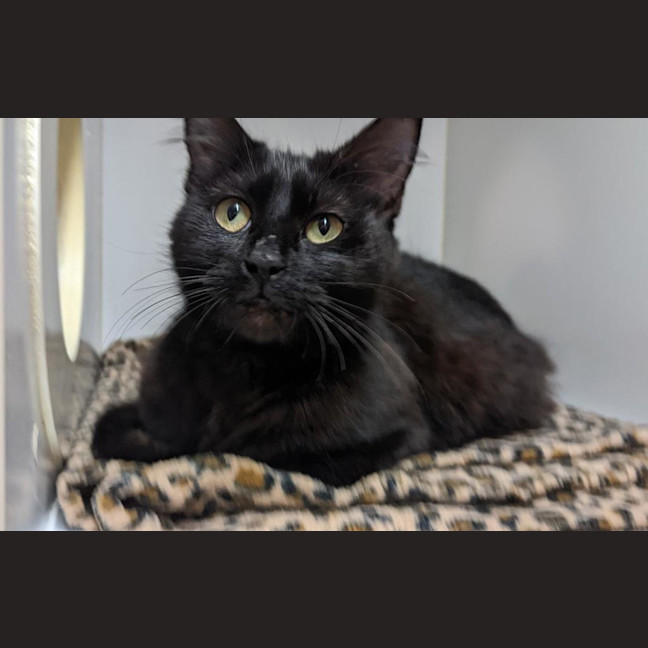 Photo of Cleo