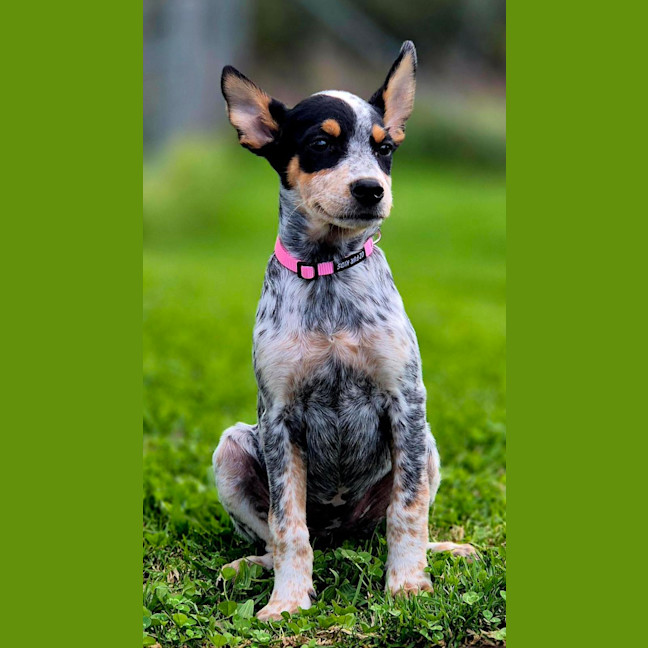 Photo of Squiggle