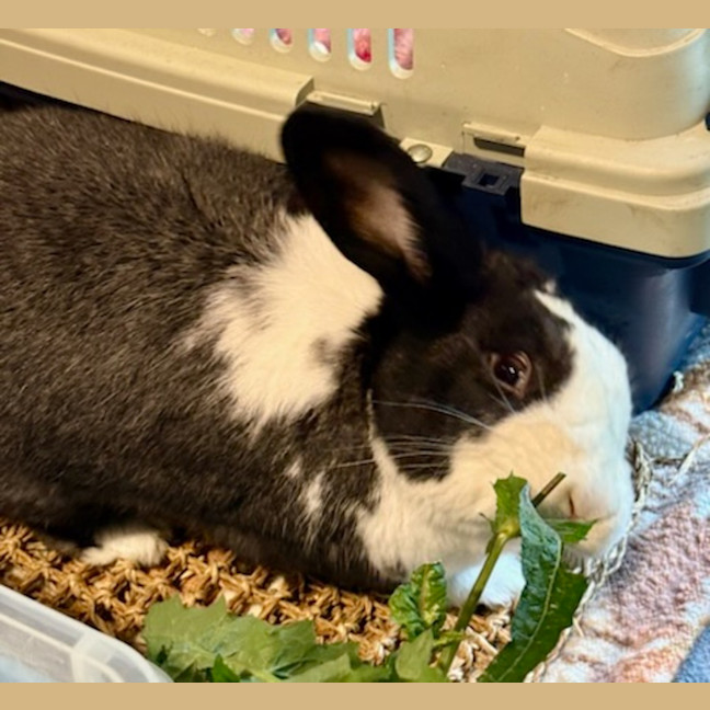 Photo of Fantastic Ori