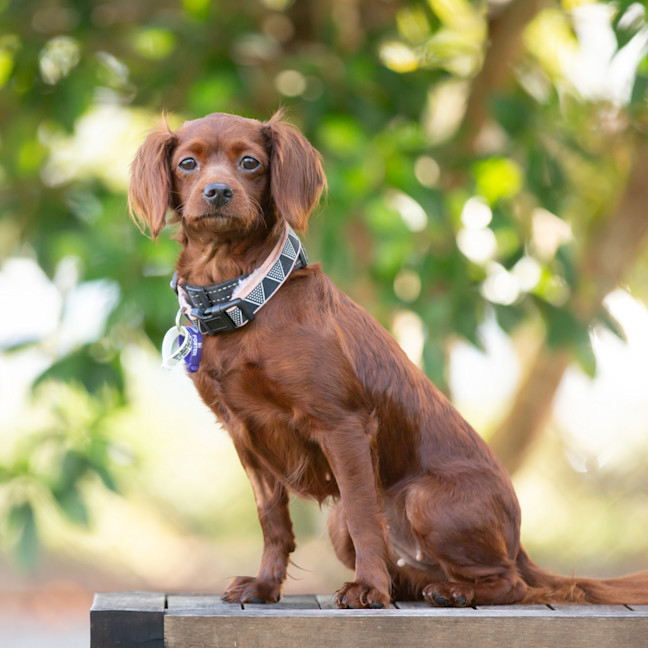 Photo of Maple