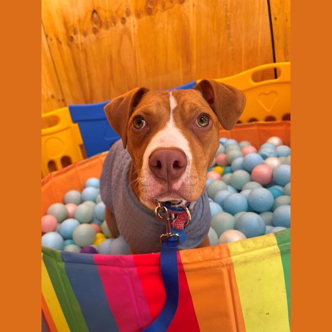 Photo of Benson Bee (B.B)