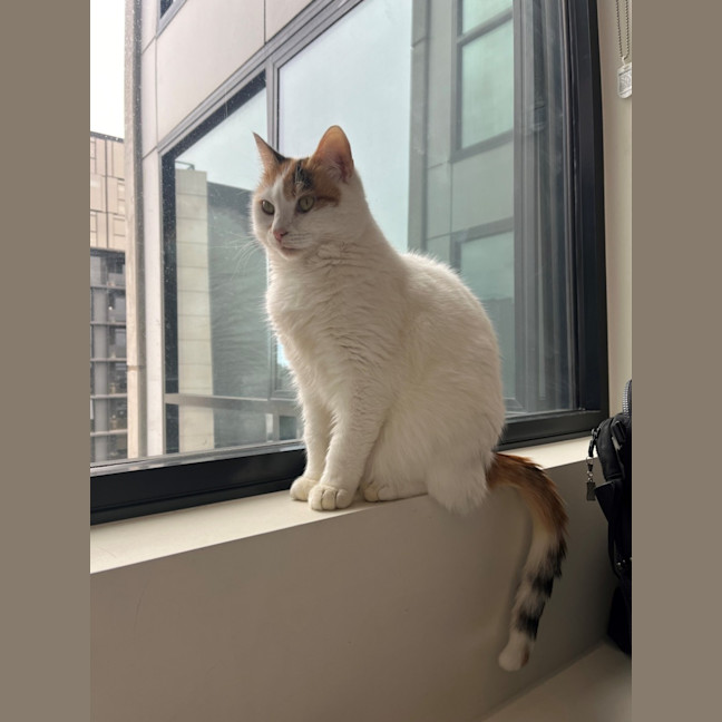 Photo of Bella   Located In Windsor