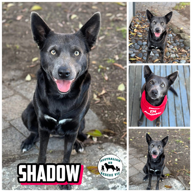 Photo of Shadow 
