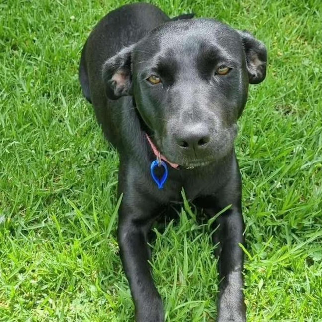 Photo of Izzy   1 Year Old Staffy X Kelpie (Trial)