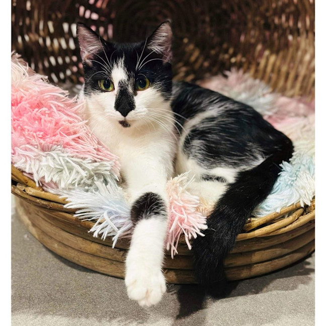 Photo of 9645   Isabella