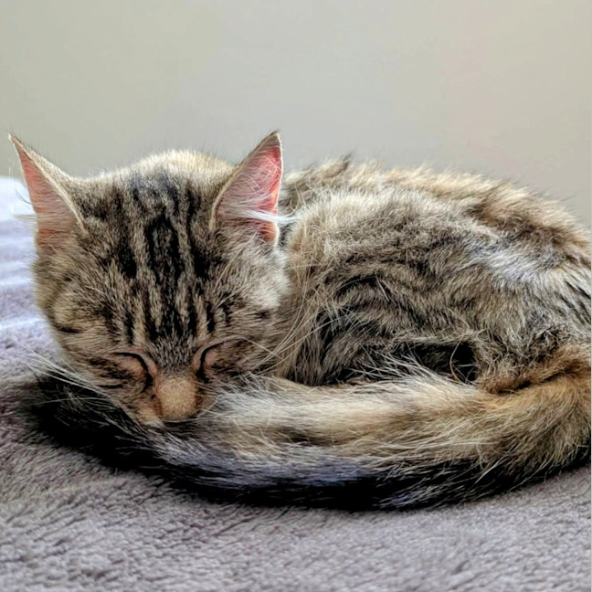 Photo of Penny