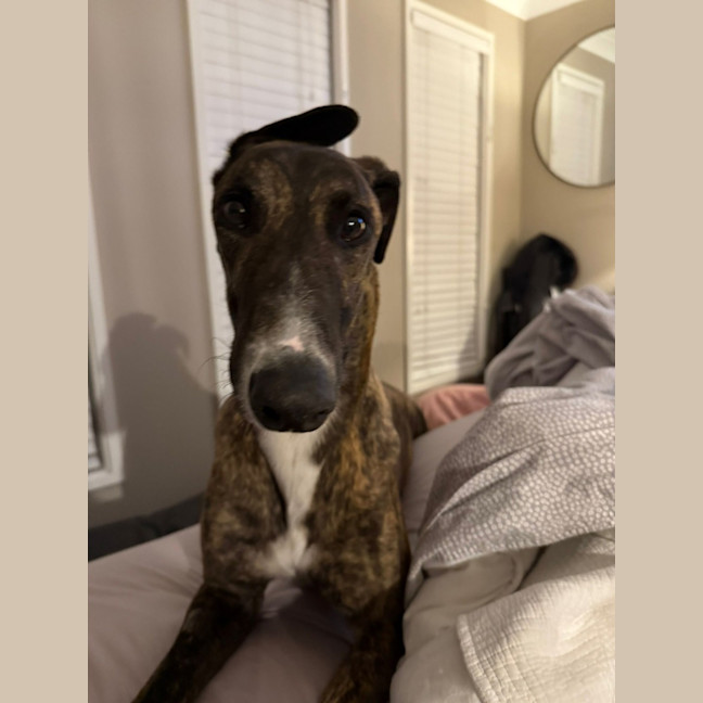 Photo of Clay, The Greyhound