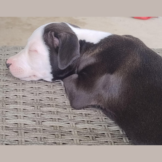 Photo of Hamish ~ 10 Week Old, Male, Bull Arab Puppy