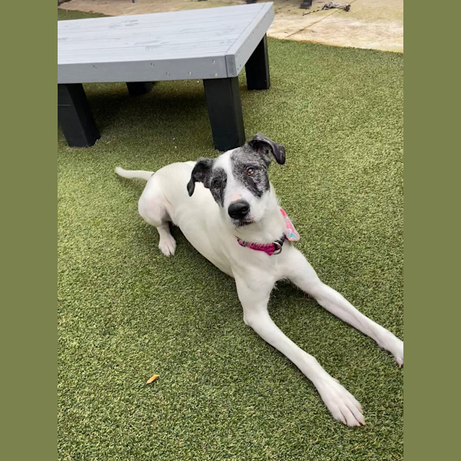 Photo of Tilly