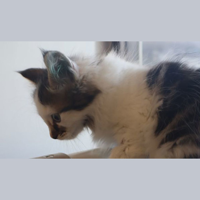 Photo of Cream