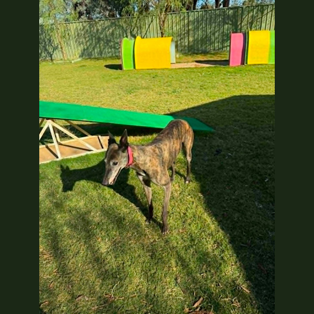 Photo of Pippa