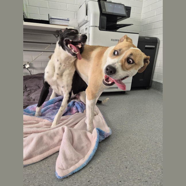 Photo of Butters! 🧈💛