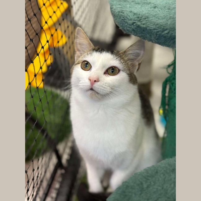 Photo of 🎠 Niffler 5926 🎠