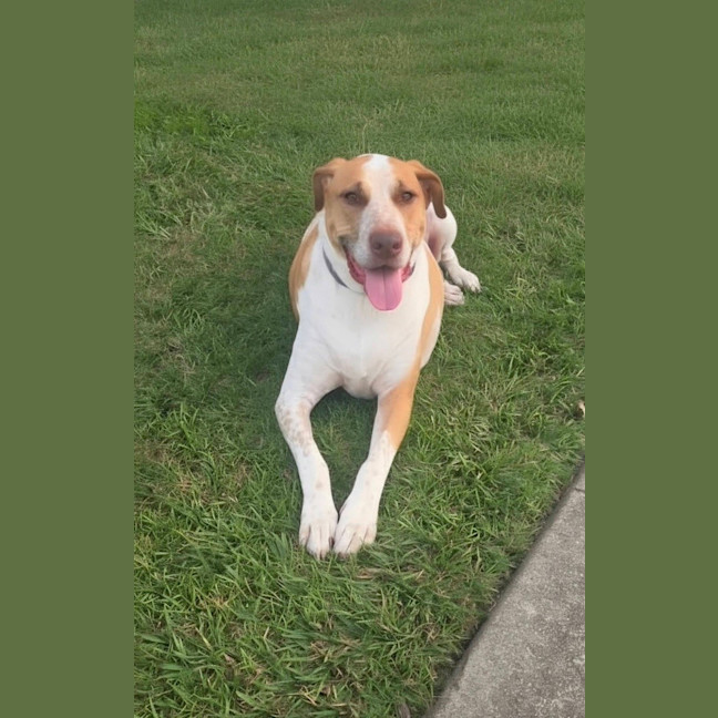 Photo of Rusty *$250 Adoption Fee*