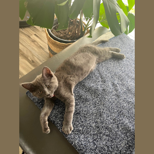Photo of Lala