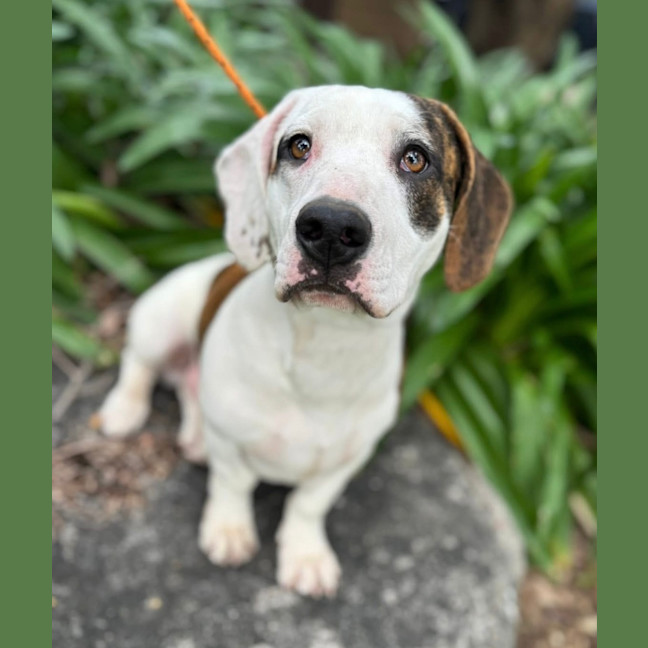 Photo of Chilli Flake 