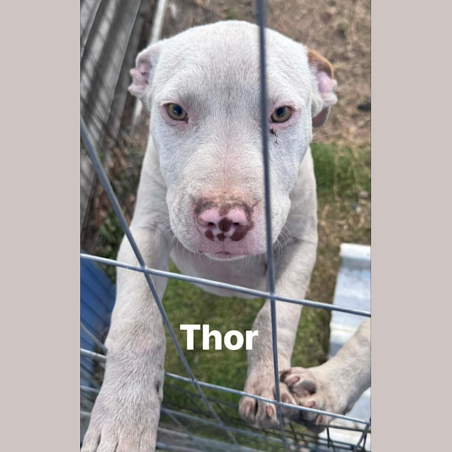 Photo of Thor 
