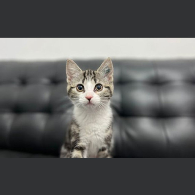 Photo of Tink