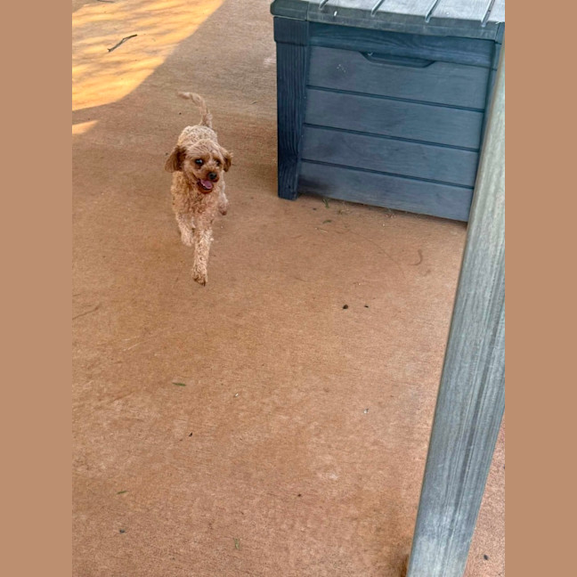 Photo of Chilli