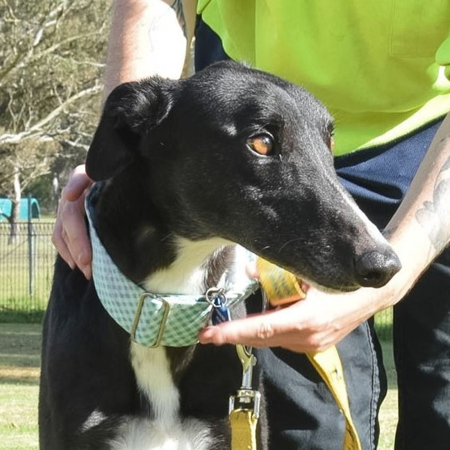 Photo of Frodo The Greyhound