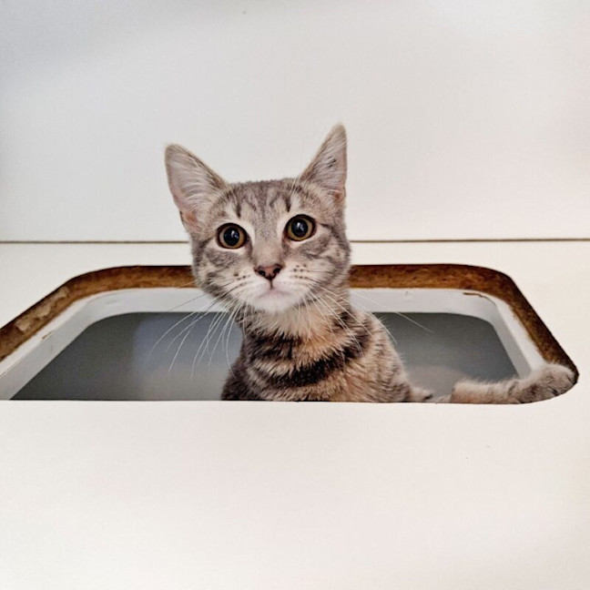 Photo of Brindlewisp