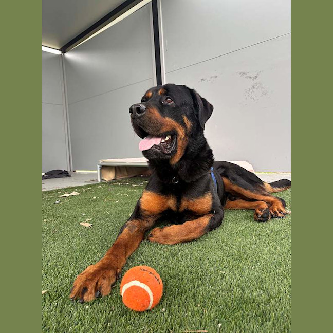 Photo of Shadow