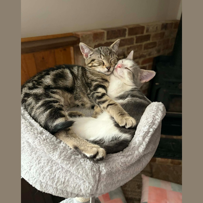 Photo of Harmony