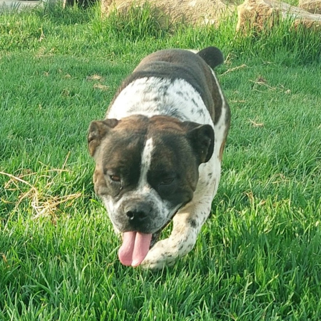 Photo of Uno