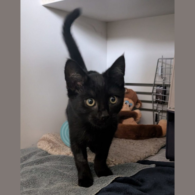 Photo of Appa Meet Me At Petstock Zetland