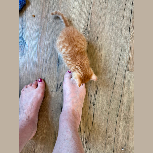 Photo of Tony (De No Toe Za)  Meet Me At Petstock Keysborou