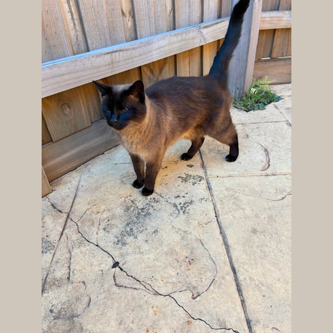 Photo of Coco