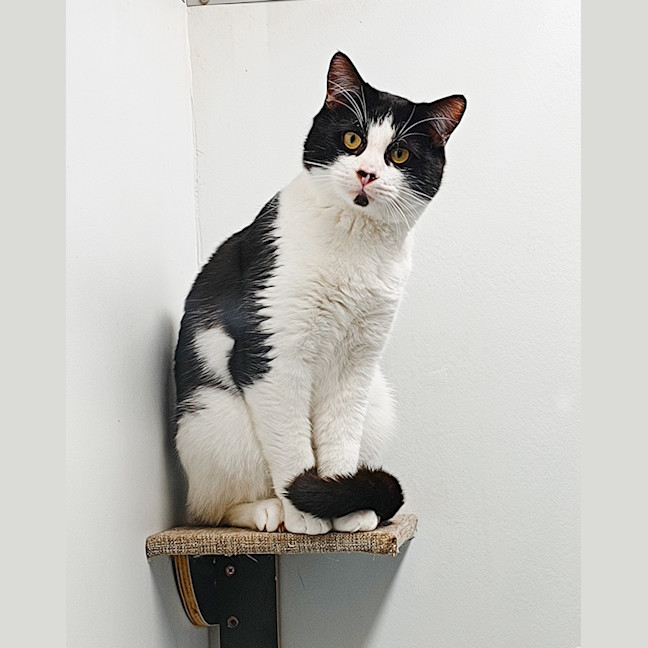 Photo of Caspian