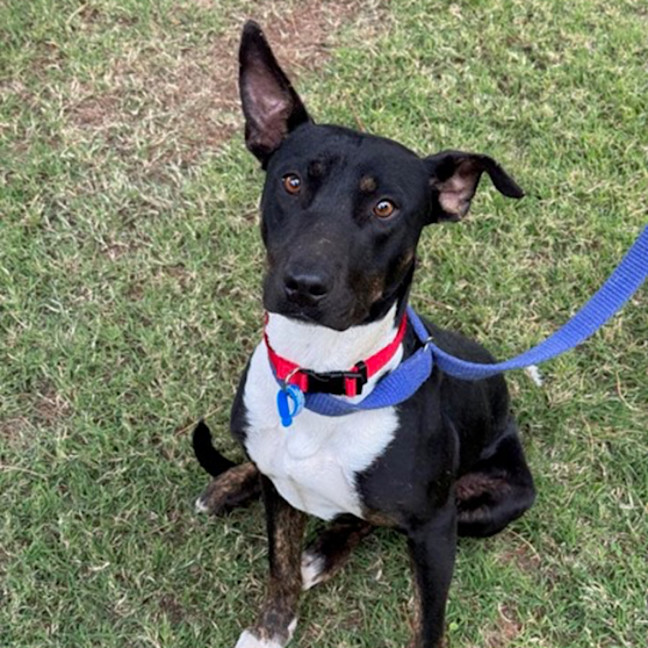 Photo of Koda *$250 Adoption Fee*