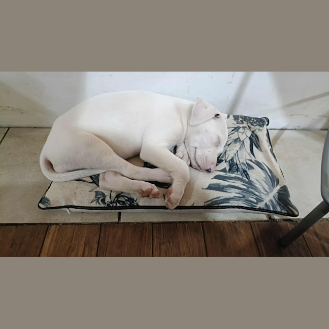 Photo of Marshmallow