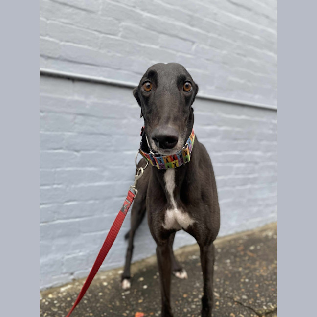 Photo of Ace The Greyhound