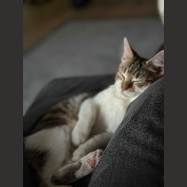 Photo of Louie 
